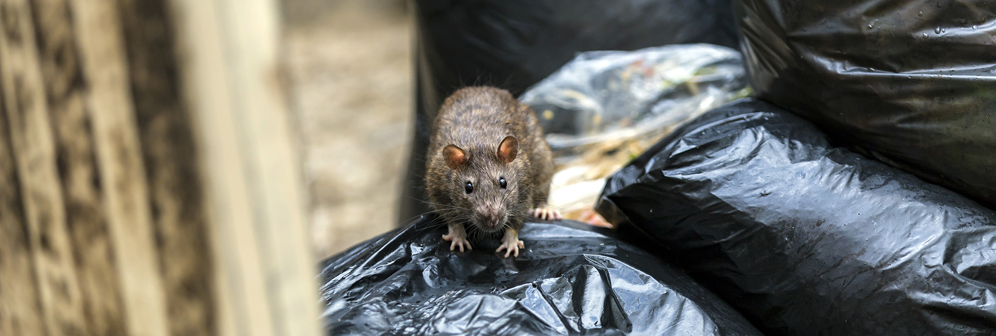 Ratten suchen nach neuen Räumen